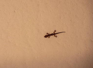 Siyah ve yeşil arka planda kırmızı karıncalı makro