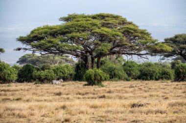 Kuru ağaçlar ve alışılmadık manzaralı Afrika kış manzarası