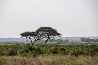 Kuru ağaçlar ve alışılmadık manzaralı Afrika kış manzarası