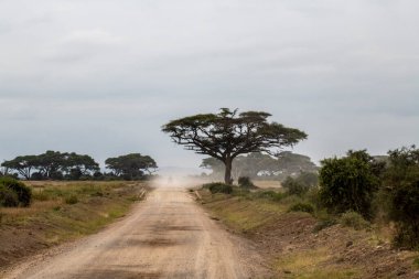 Kuru ağaçlar ve alışılmadık manzaralı Afrika kış manzarası