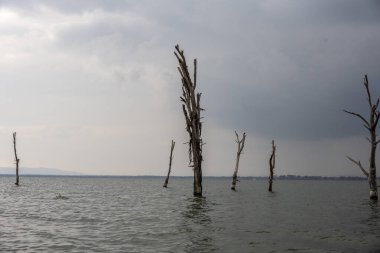 Kuru ağaçlar ve alışılmadık manzaralı Afrika kış manzarası
