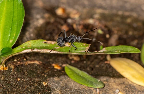 Μακροεντολή Κόκκινα Μυρμήγκια Μαύρο Και Πράσινο Φόντο — Φωτογραφία Αρχείου