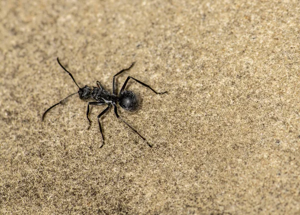 Macro Red Ants Black Green Background — Stockfoto