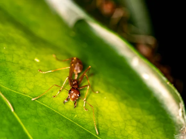Μακροεντολή Κόκκινα Μυρμήγκια Μαύρο Και Πράσινο Φόντο — Φωτογραφία Αρχείου