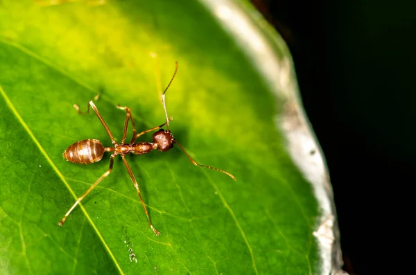Macro Red Ants Black Green Background — Stockfoto