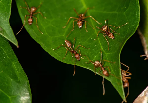 Siyah Yeşil Arka Planda Kırmızı Karıncalı Makro — Stok fotoğraf