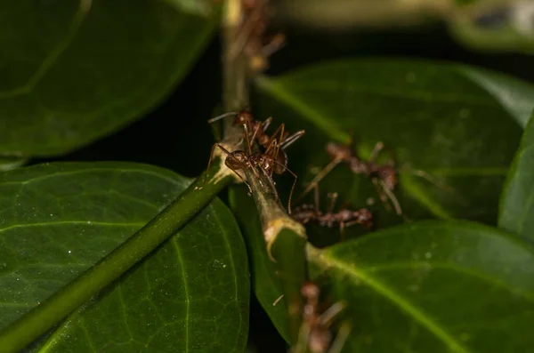 Macro Avec Fourmis Rouges Sur Fond Noir Vert — Photo