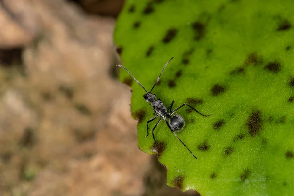 Macro Red Ants Black Green Background — Stock fotografie