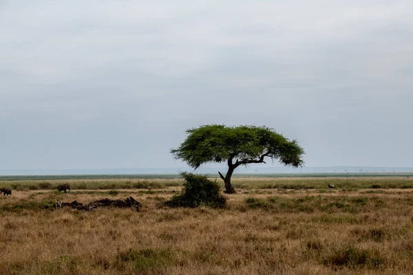 Paisaje Invierno Africano Con Árboles Secos Vistas Inusuales —  Fotos de Stock