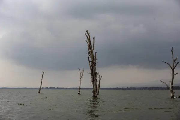 Paisagem Inverno Africano Com Árvores Secas Vistas Incomuns — Fotografia de Stock