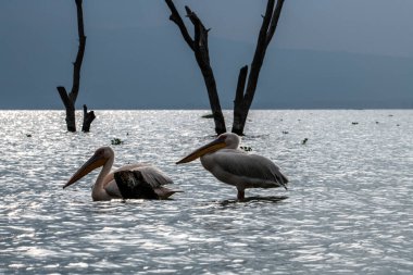 Mavi bir göldeki pembe pelikanlar kuru ağaçların arka planına karşı