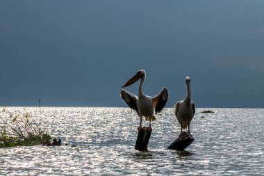 Mavi bir göldeki pembe pelikanlar kuru ağaçların arka planına karşı