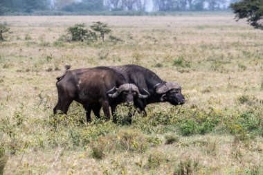 Kahverengi büyük bufalolar su kenarında dinlenir ve çayırda otlarlar. 