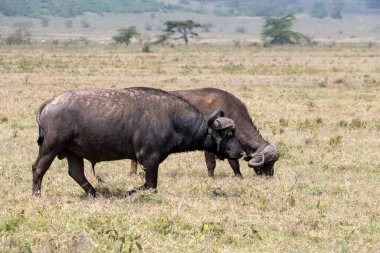 Kahverengi büyük bufalolar su kenarında dinlenir ve çayırda otlarlar. 