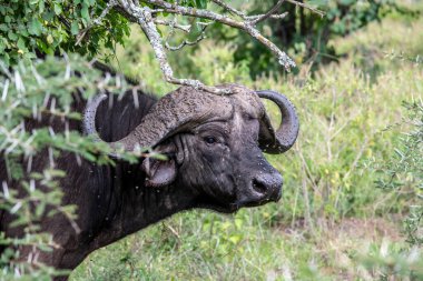 Kahverengi büyük bufalolar su kenarında dinlenir ve çayırda otlarlar. 
