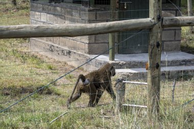 Akıllı ve üzgün gözlü bir maymun önümüze bakıyor. 
