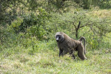Akıllı ve üzgün gözlü bir maymun önümüze bakıyor. 
