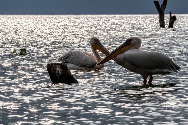 Rosa Pelikane Auf Einem Blauen See Vor Dem Hintergrund Trockener — Stockfoto