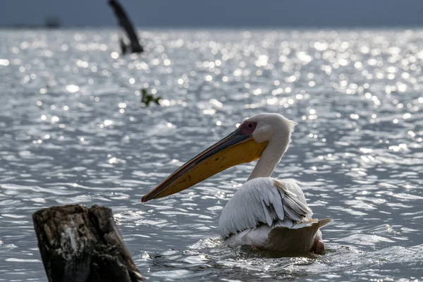 Rosa Pelikane Auf Einem Blauen See Vor Dem Hintergrund Trockener — Stockfoto