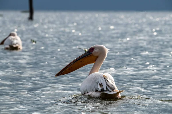 Pelicanos Rosa Lago Azul Contra Fundo Árvores Secas — Fotografia de Stock