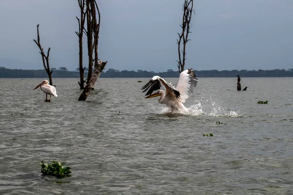 Pelicanos Rosa Lago Azul Contra Fundo Árvores Secas — Fotografia de Stock