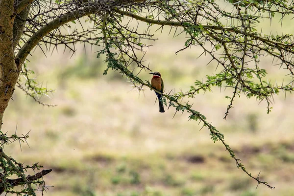 Beautiful Unusual Birds Africa Natural Conditions — Zdjęcie stockowe