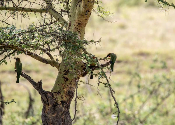 Uccelli Belli Insoliti Dell Africa Condizioni Naturali — Foto Stock