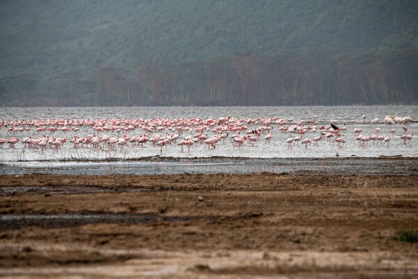 розовые фламинго и розовые пеликаны на голубом озере на фоне неба в национальном парке