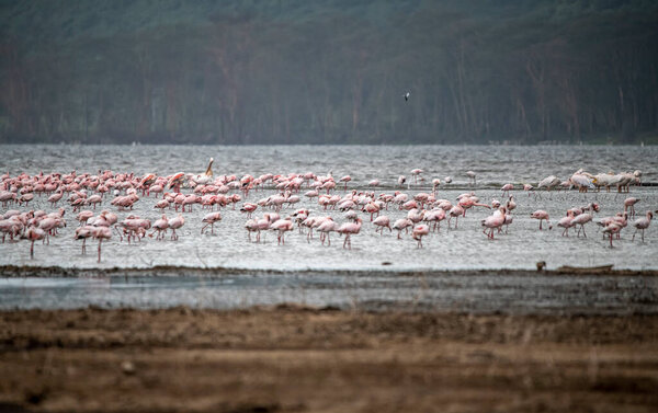 pink flamingos and pink pelicans on a blue lake against the sky in the national park