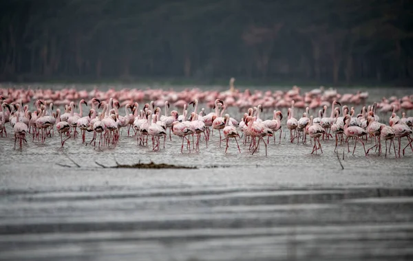 Flamingos Rosa Pelicanos Rosa Lago Azul Contra Céu Parque Nacional — Fotografia de Stock