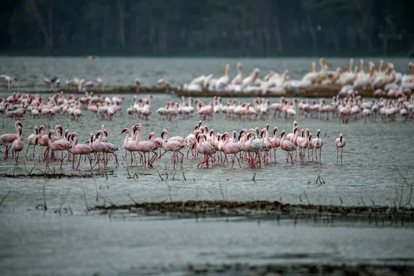 pink flamingos and pink pelicans on a blue lake against the sky in the national park