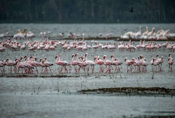 pink flamingos and pink pelicans on a blue lake against the sky in the national park