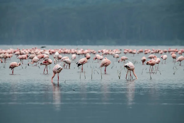 Flamants Roses Pélicans Roses Sur Lac Bleu Contre Ciel Dans — Photo