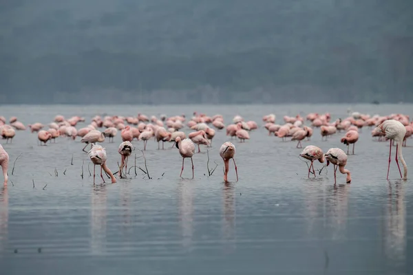 Розовые Фламинго Розовые Пеликаны Голубом Озере Фоне Неба Национальном Парке — стоковое фото