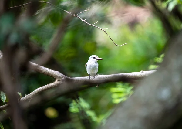 Beautiful Unusual Birds Africa Natural Conditions — Stock Photo, Image