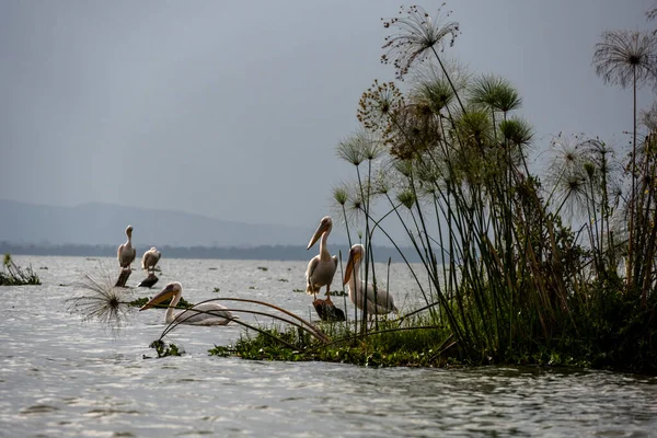 Pelicanos Rosa Lago Azul Contra Fundo Árvores Secas — Fotografia de Stock