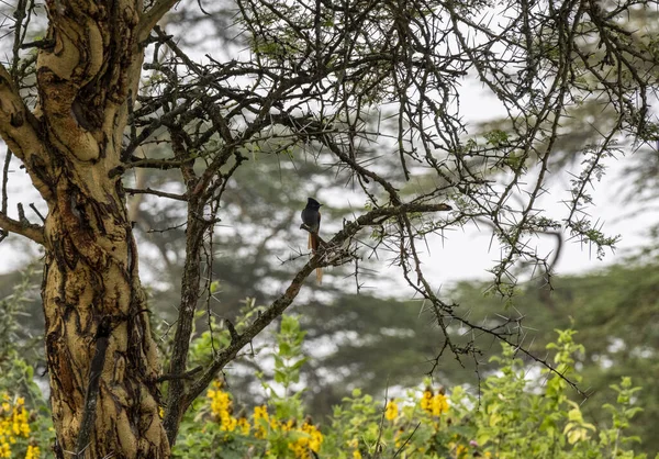 Schöne Und Ungewöhnliche Vögel Afrikas Unter Natürlichen Bedingungen — Stockfoto