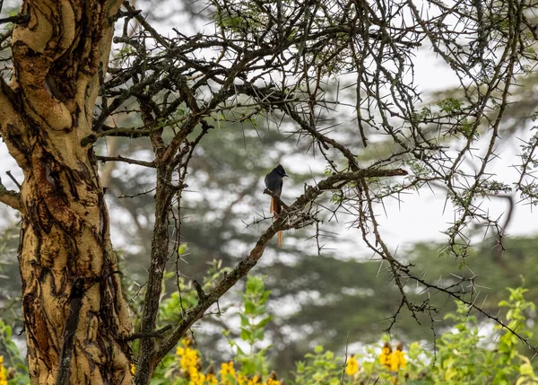 Aves Bellas Inusuales África Condiciones Naturales — Foto de Stock