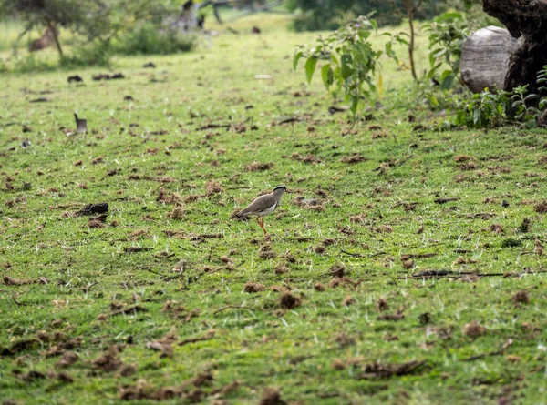 Beaux Insolites Oiseaux Afrique Dans Des Conditions Naturelles — Photo