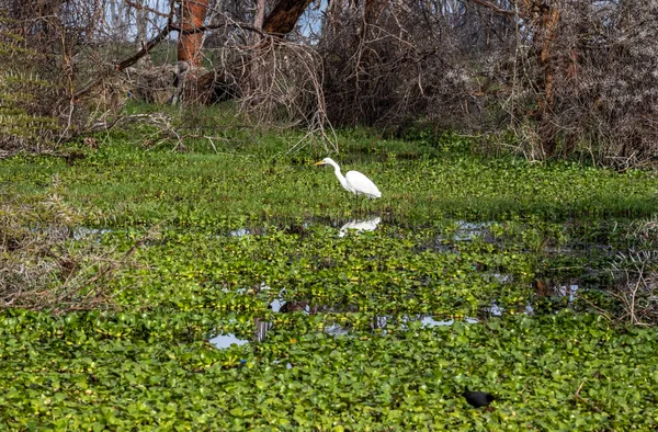 Aves Bonitas Incomuns África Condições Naturais — Fotografia de Stock