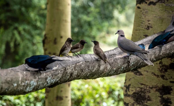 Aves Bellas Inusuales África Condiciones Naturales — Foto de Stock