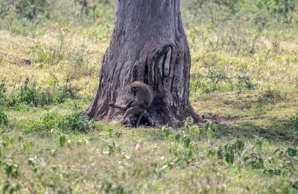 Antilopi Mangiare Erba Divertirsi Prato Verde — Foto Stock