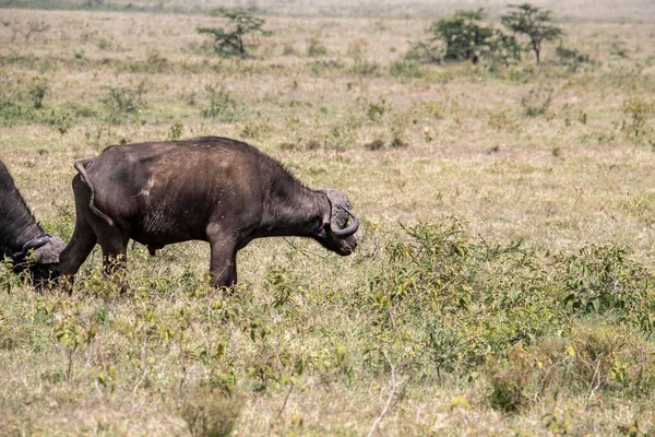 Brown Large Buffaloes Rest Water Graze Meadow — Zdjęcie stockowe