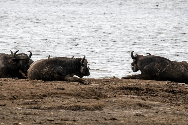 Brown Large Buffaloes Rest Water Graze Meadow — Stock Photo, Image