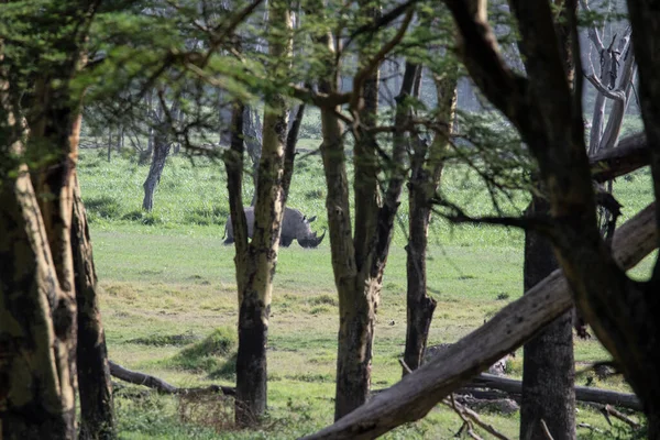 Rinoceronte Negro Prado Verde Mira Distancia Cautelosamente — Foto de Stock