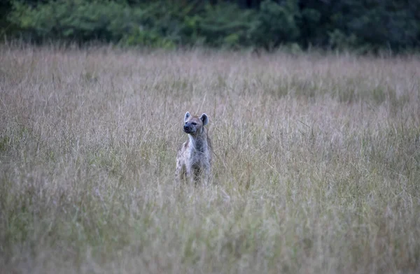 Red Hyenas Prepare Evening Hunt Bush — Stockfoto