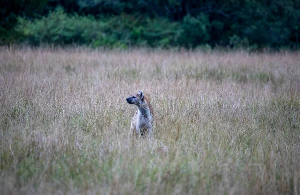 Röda Hyenor Förbereda Sig För Kväll Jakt Busken — Stockfoto