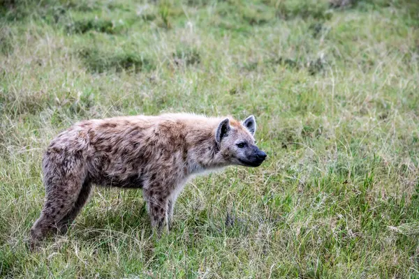 Red Hyenas Prepare Evening Hunt Bush — Zdjęcie stockowe