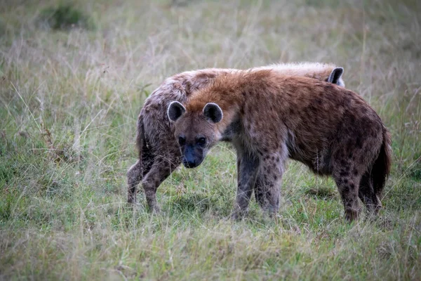 Red Hyenas Prepare Evening Hunt Bush — Zdjęcie stockowe