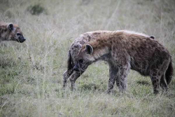 Red Hyenas Prepare Evening Hunt Bush — Zdjęcie stockowe